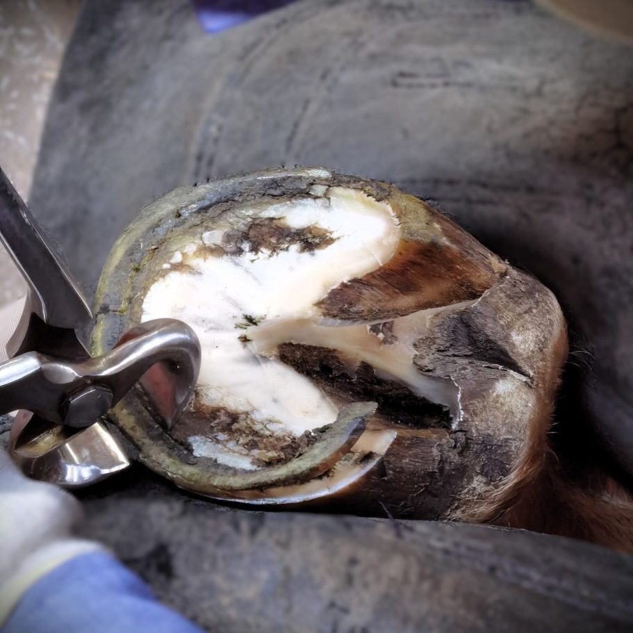 Ein Pferdehuf von unten, der mit einer Hufzange bearbeitet wird.