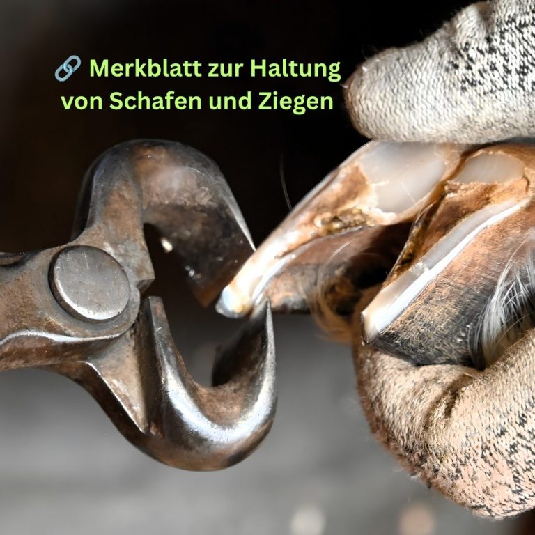 Bedeutung der Klauenpflege Eine Hand hält die Klaue einer Ziege. Mit einer Zange wird die Klaue gekürzt.