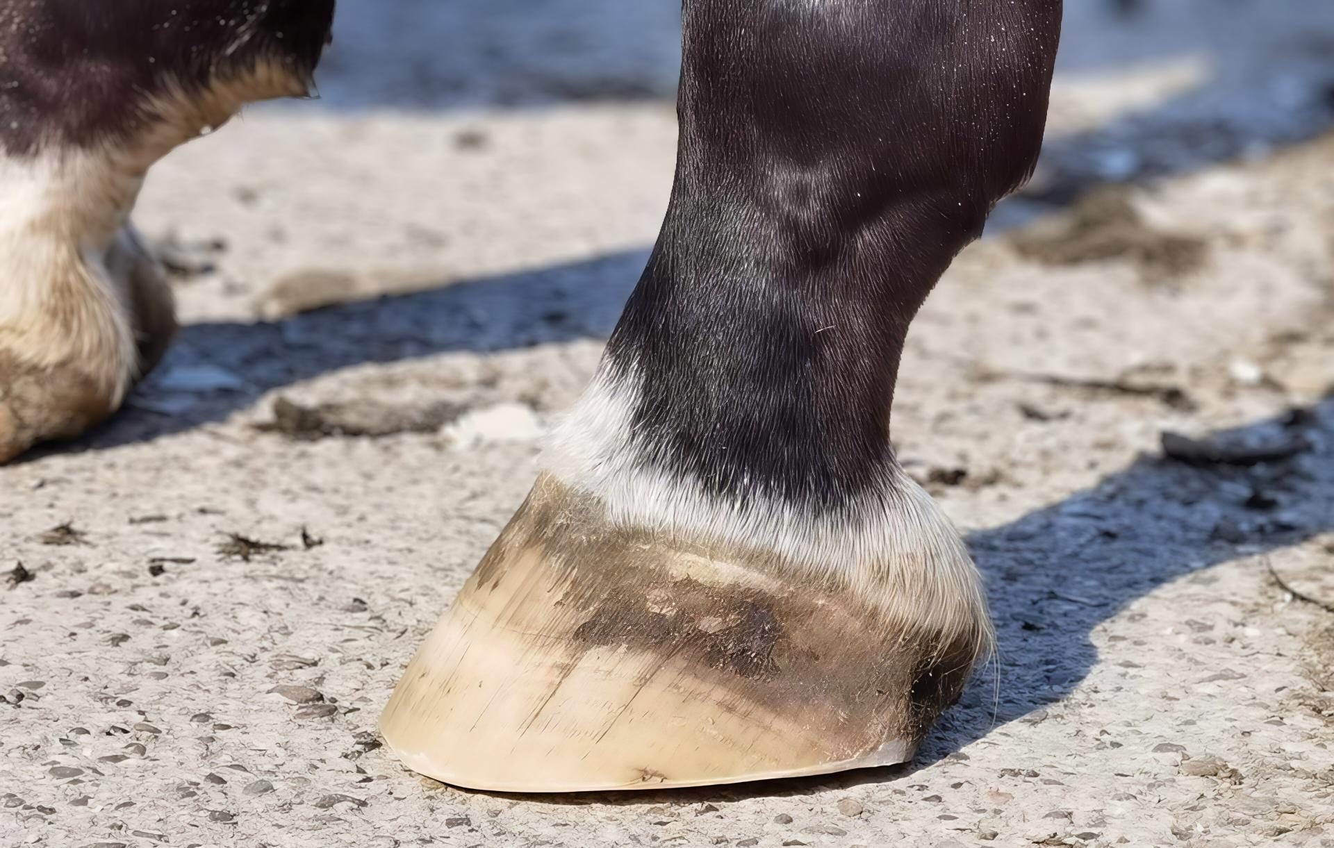 Ein gesunder Pferdehuf