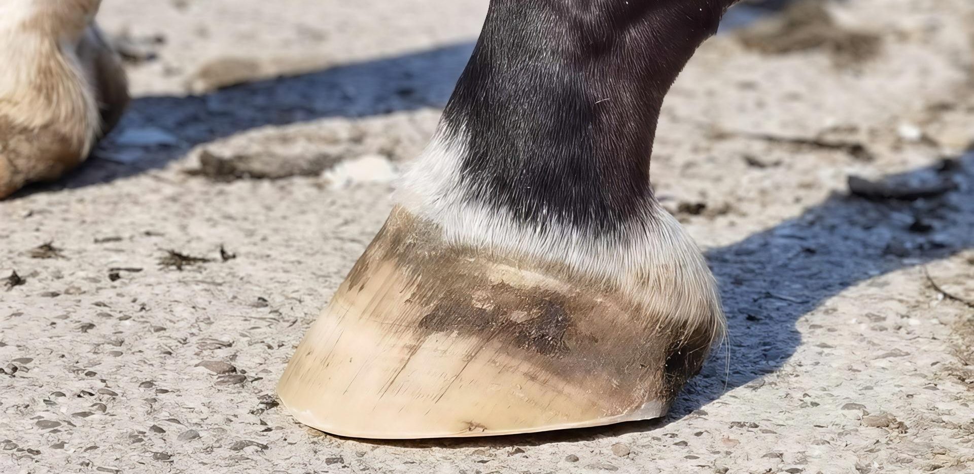 Nahaufnahme eines Hufs von der Seite