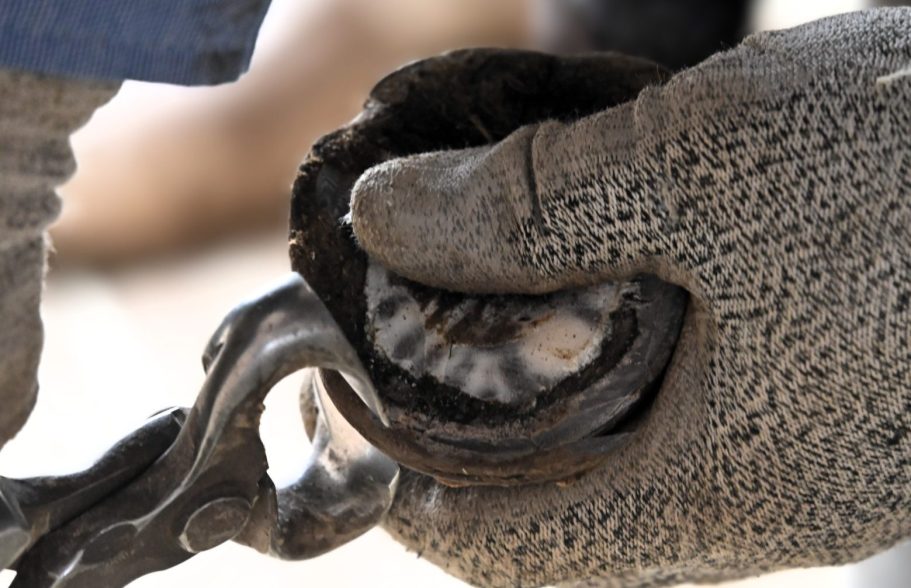 Ein Eselhuf wird mit einer Hufzange bearbeitet.