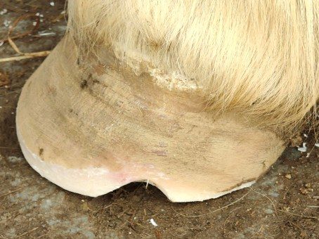 Huf mit Strahlfäule wird mit einer Tamponade behandelt