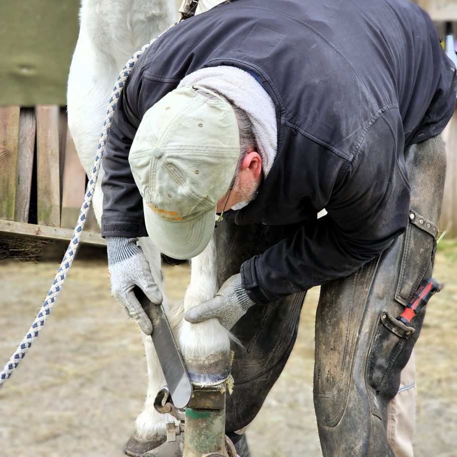 Ein Mensch bringt einem Pferd den Huf in Ordnung.