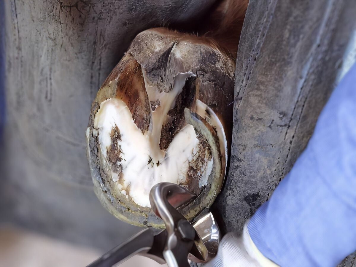 Ein gesunder Pferdehuf wird mit einer Hufzange bearbeitet