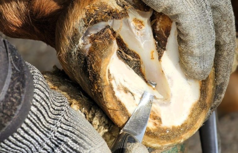 Hufpflege: Eine Hand schneidet mit einem Werkzeug in einen Huf.