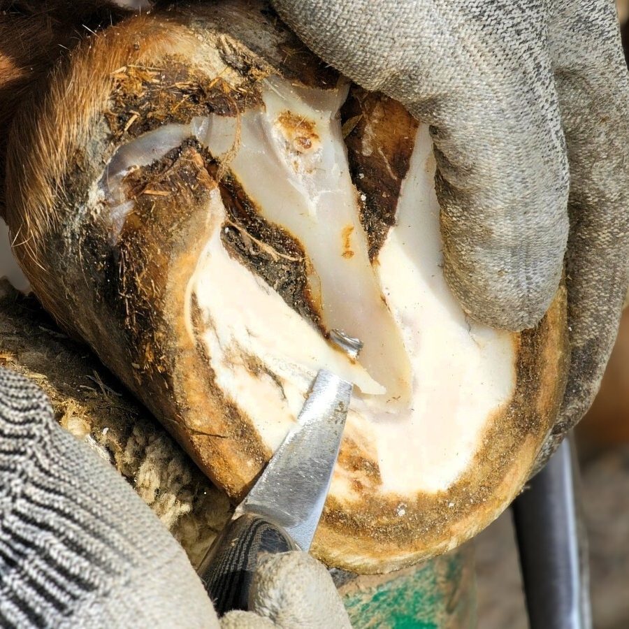 Hufpflege mit einem Hufmesser