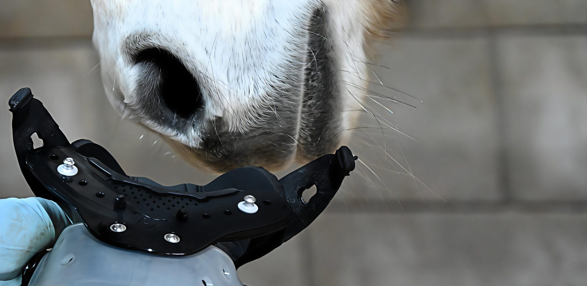 Ein weißes Pferd schnuppert an einem Hufschuh (Floating Boot).