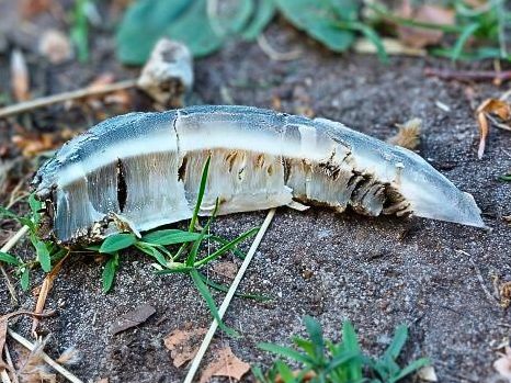 Hufstück mit sichtbarer zerrissenen Weiße Linie