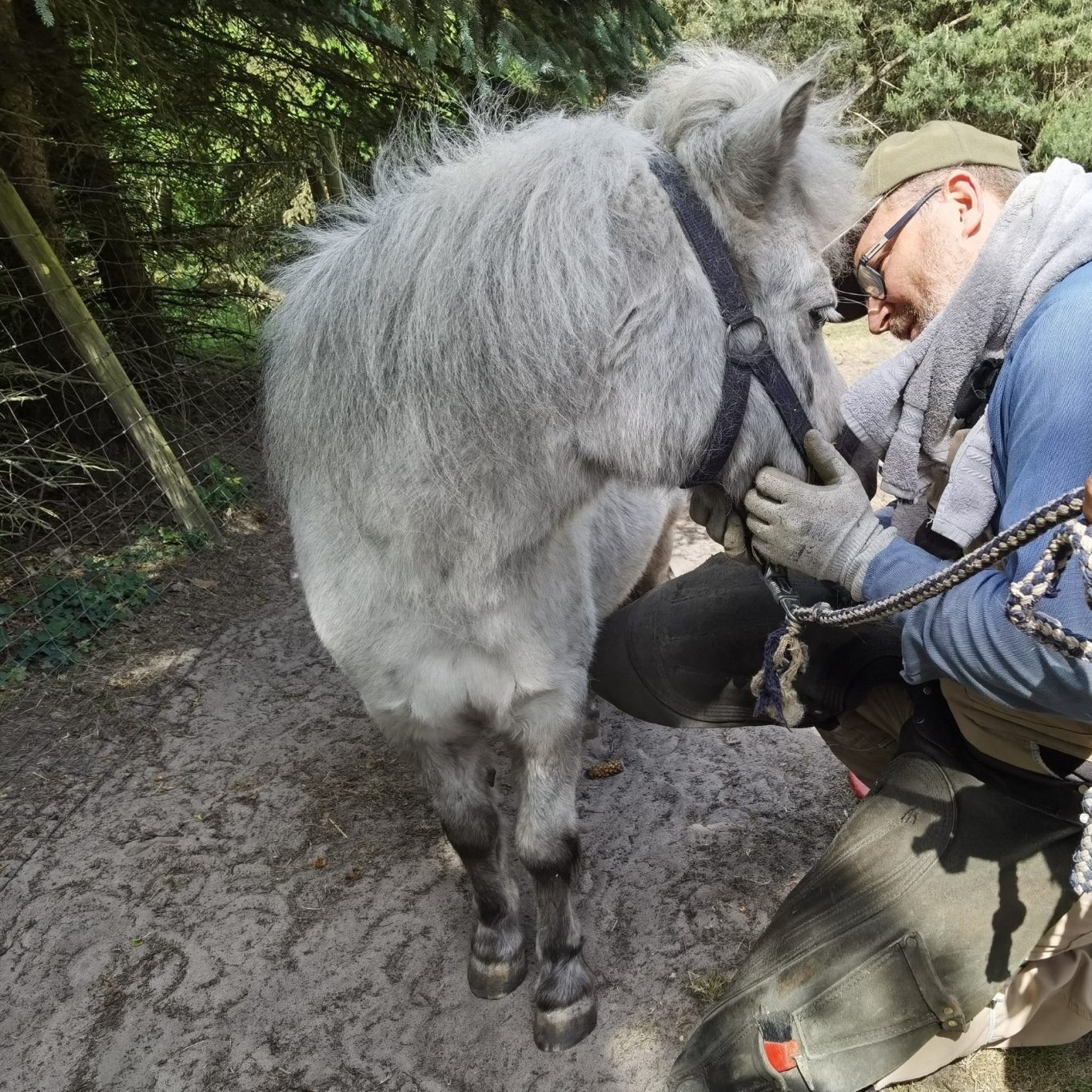 Ein Mensch spricht mit einem grauen Pony in einem Waldgebiet.
