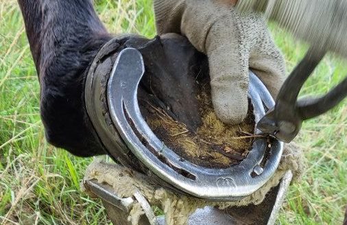 Eisenabnahme bei einem Pferd
