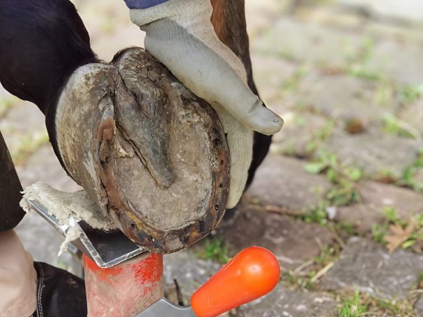 Pferdehuf nach Abnahme des Hufeisens