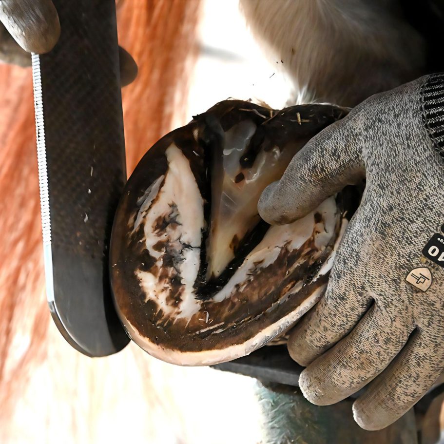 Hufpflege Pferdehuf mit Raspel