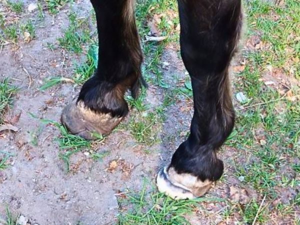 Zwei Hufe mit sichtbarer Hufrehe. Eins davon bearbeitet.