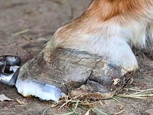 Nahaufnahme eines Hufe mit Strahlfäule