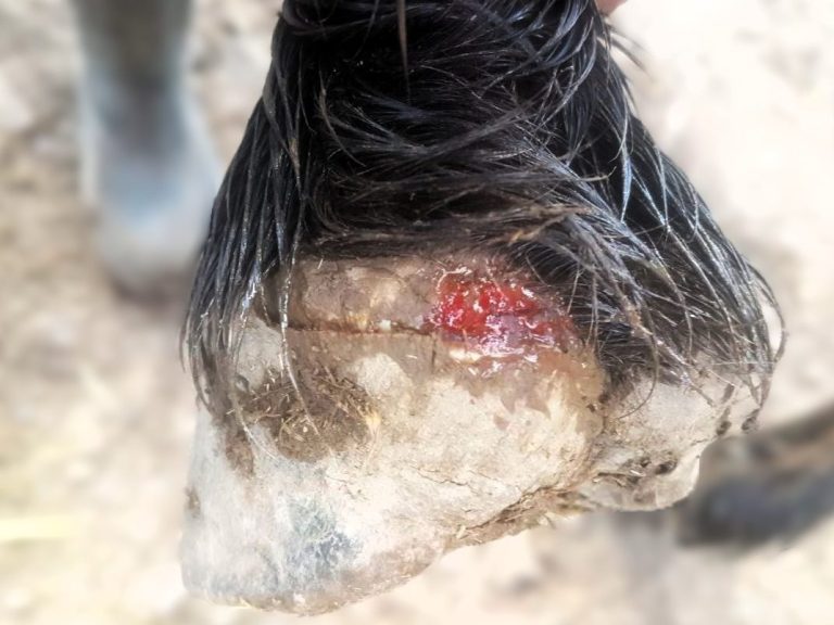 An Strahlfäule erkrankter Pferdehuf