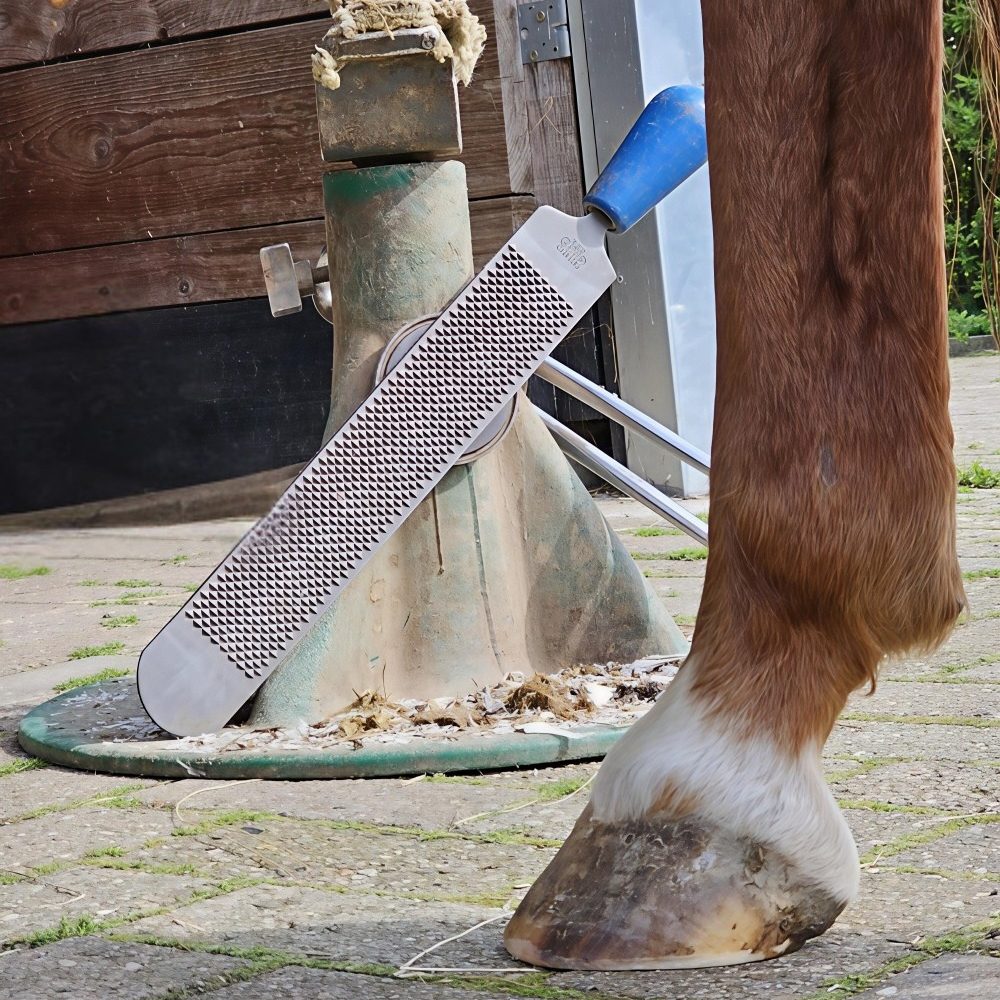 Pferdebein mit einem bereits bearbeiteten Huf, dahinter steht ein Hufbock mit einer Hufraspel und einer Hufzange.