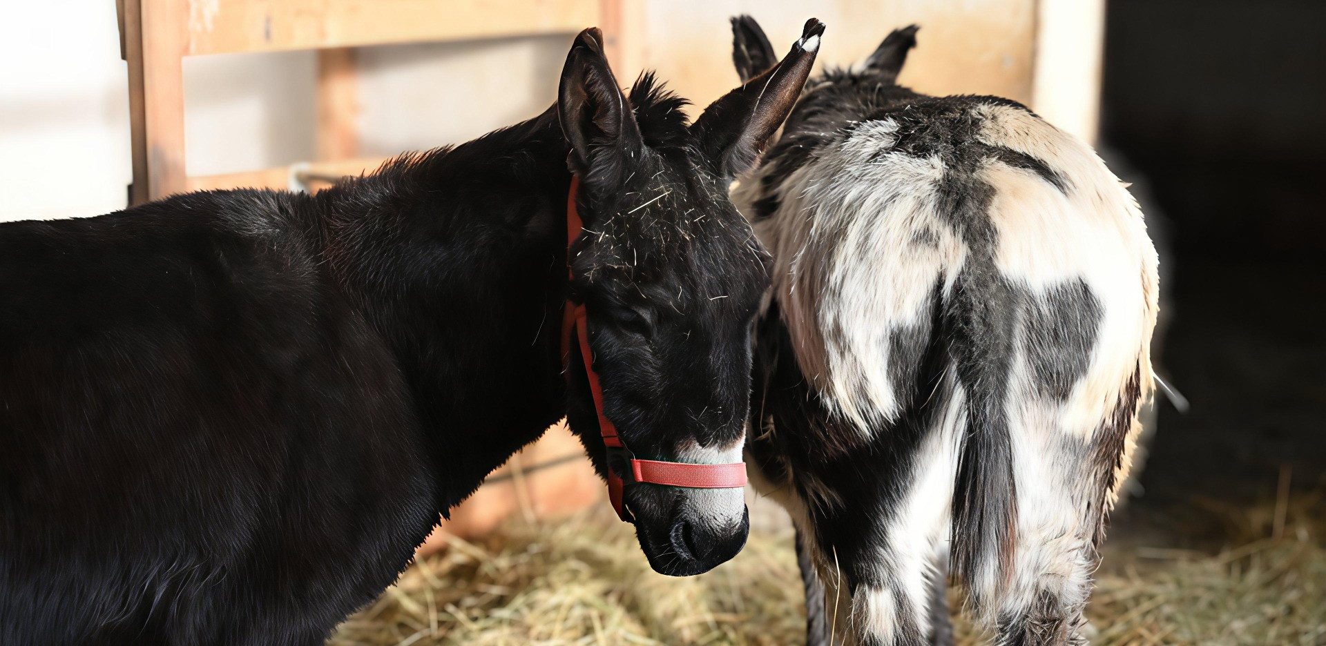 Andreas Brückner kuschelt mit einem Tinker.