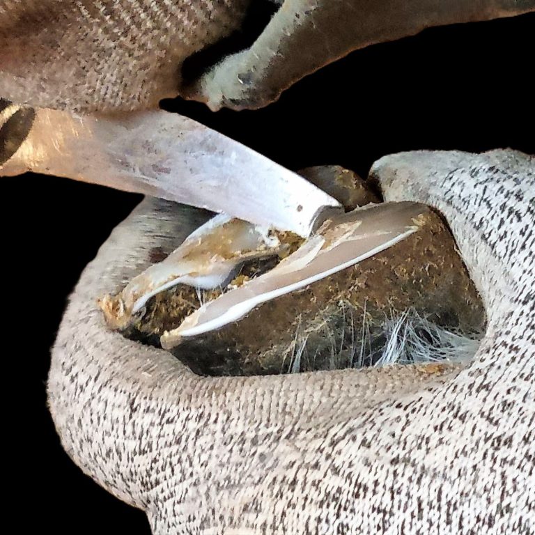 Eine Hand in einem Handschuh schneidet mit einem Hufmesser eine Ziegenklaue.