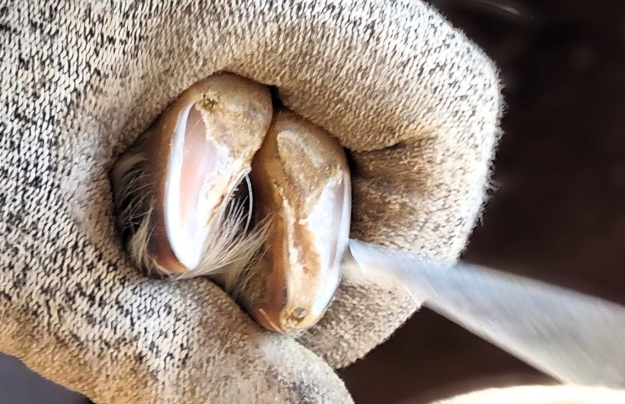 Eine Ziegenklaue wird festgehalten zum Bearbeiten