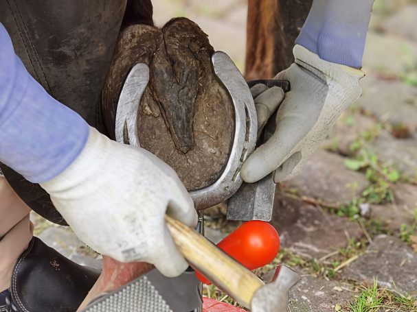 Pferdehuf mit Eisenbeschlag
