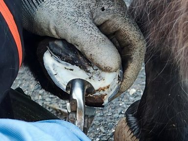 Ein an Hufrehe erkrankter Huf wir mit einer Hufzange bearbeitet.