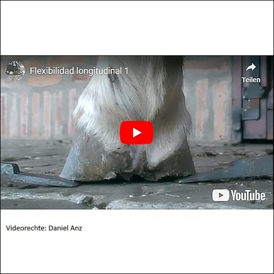Titelbild von YouTube-Video über Longitudinale Flexibilität