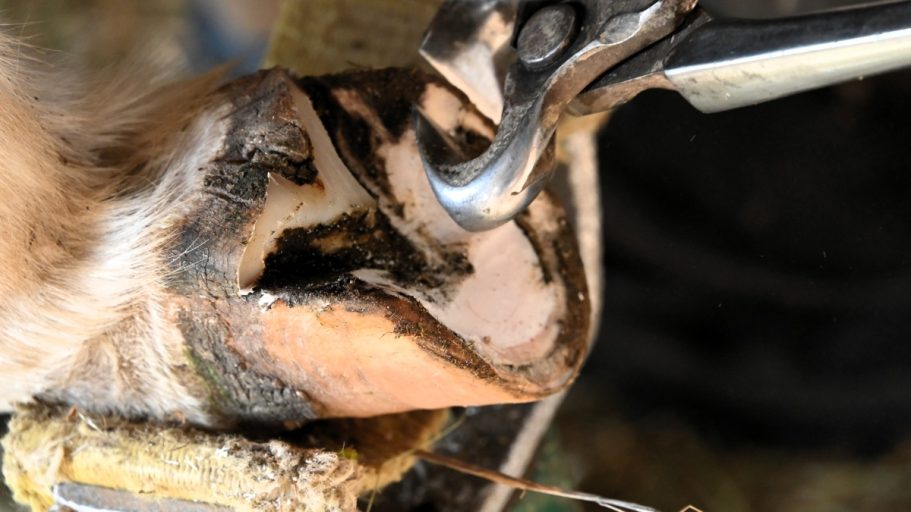 Hufpflege eines Eselhufs