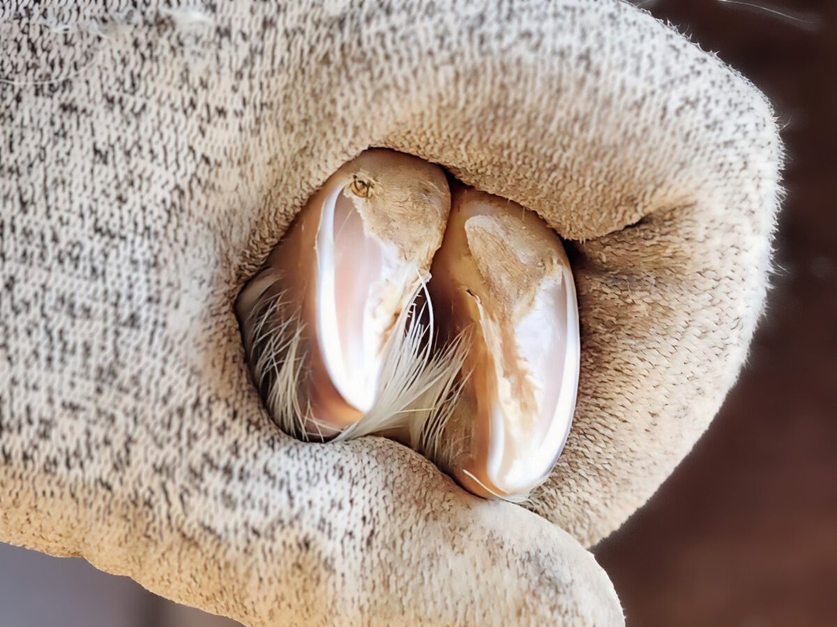 Eine Hand hält eine Ziegenklaue.