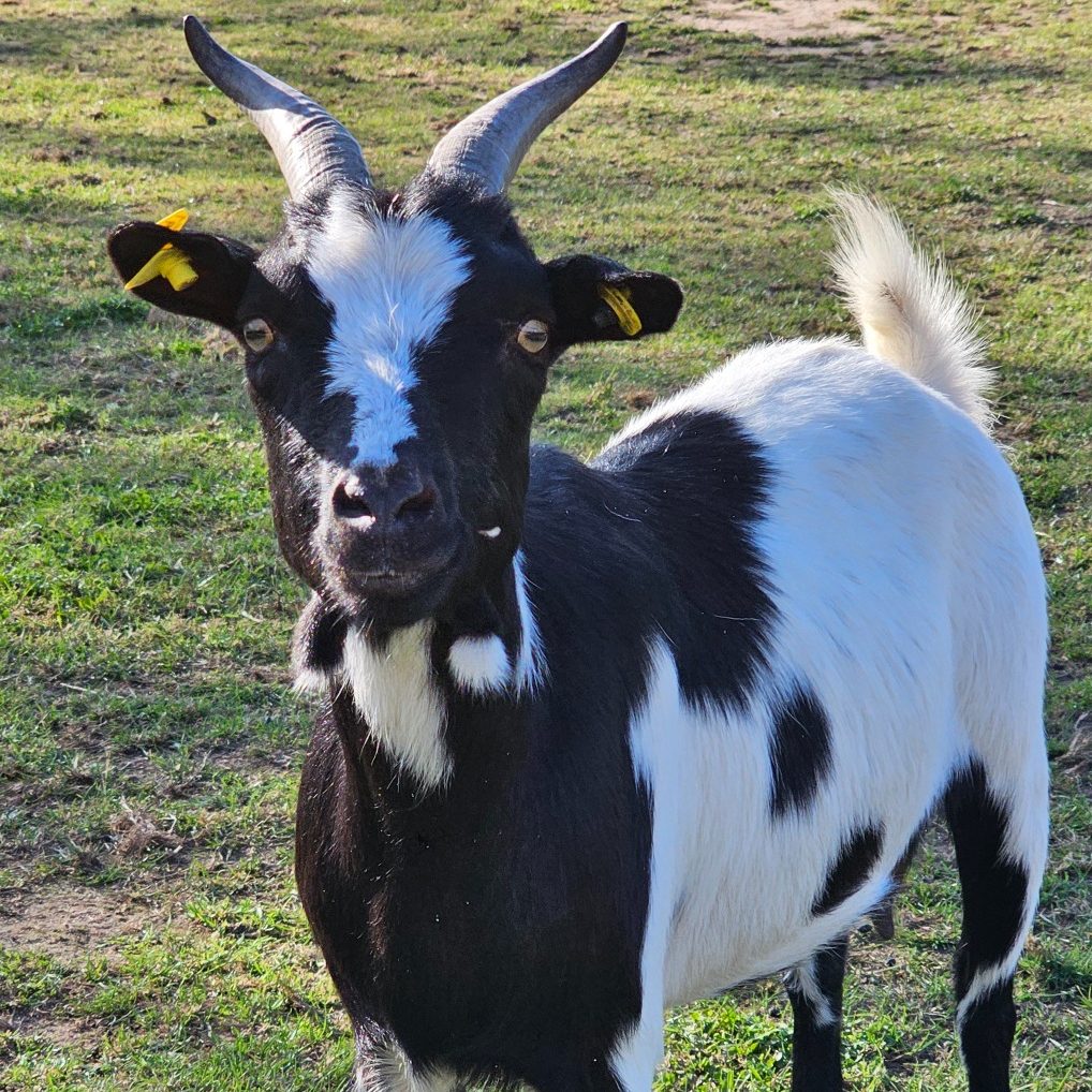 Eine schwarz-weiße Ziege mit Hörnern schaut direkt in die Kamera.