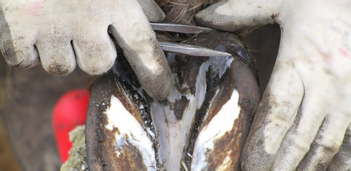 Ein Huf wird mit einem Spitzzirkel ausgemessen