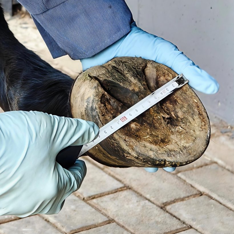 Ein Pferdehuf wird für eine Hufschuhberatung vermessen.