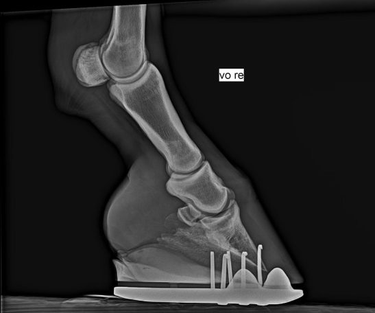 Röntgenbild von einem beschlagenen Pferdehuf