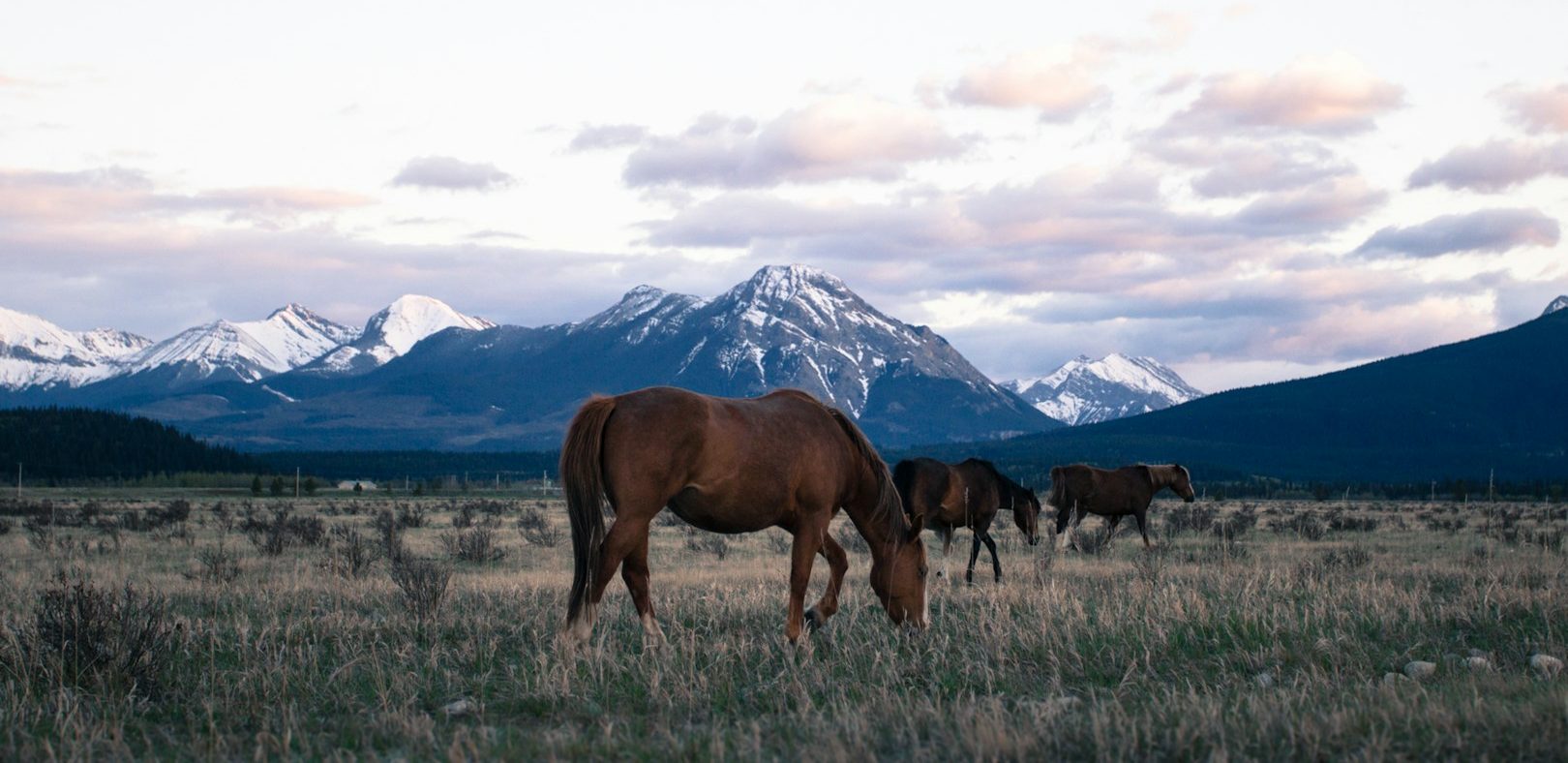 Pferde stehen auf einer Weide vor einem Gebirgszug.