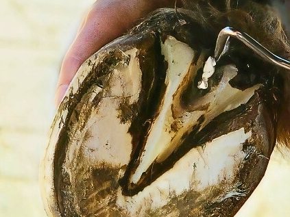 Huf mit Strahlfäule wird mit einer Tamponade behandelt