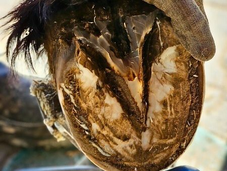 An Strahlfäule erkrankter Pferdehuf