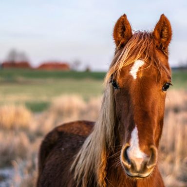 Braunes Pferd mit langen Mähnen im Freien vor unscharfem Hintergrund.