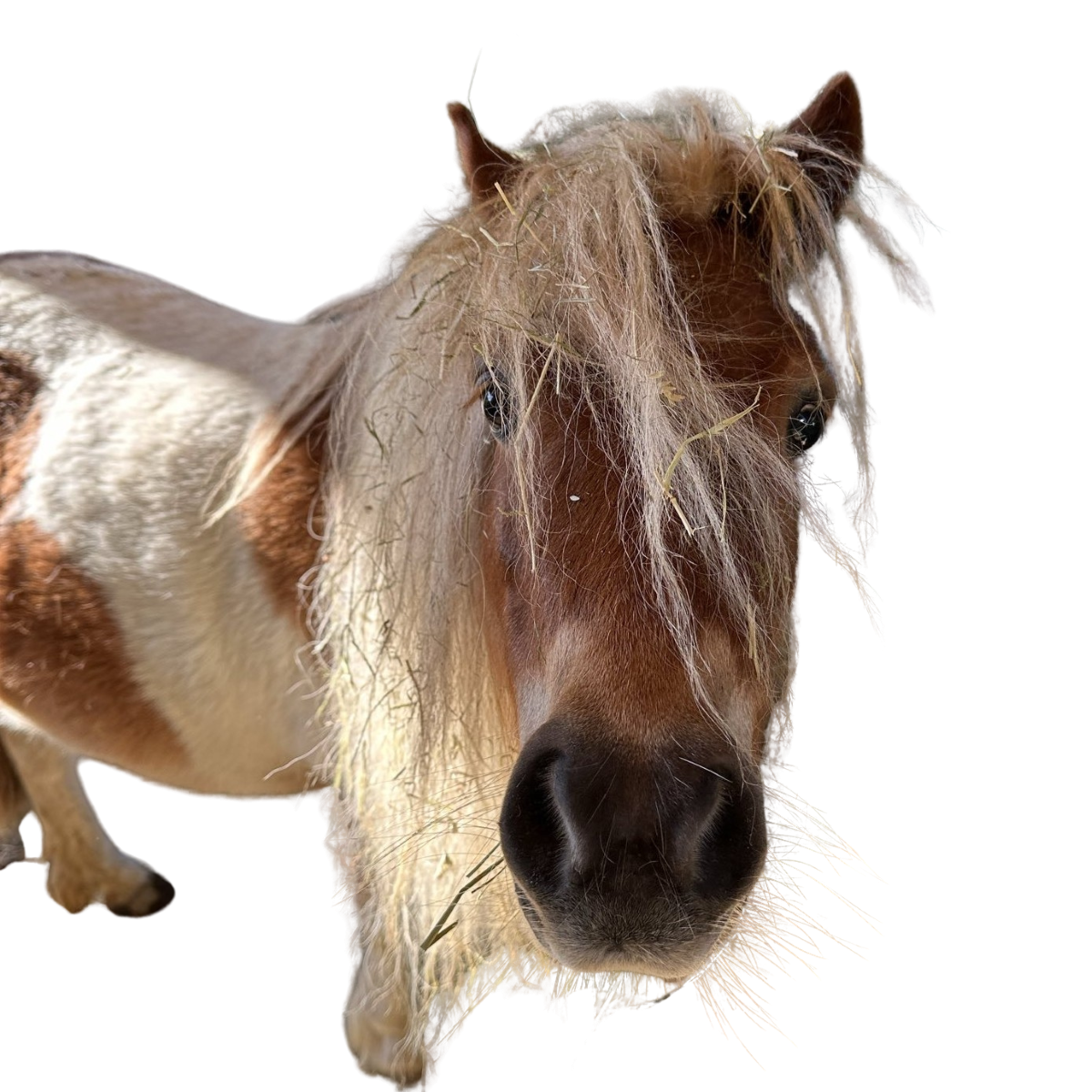 Minishetty schaut in die Kamera.