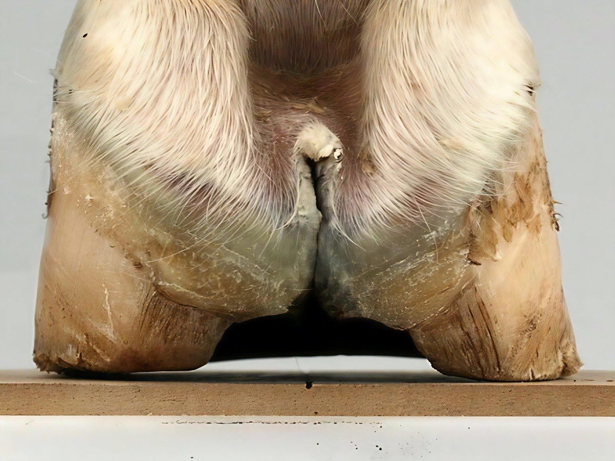 Nahaufnahme eines Hufs von hinten