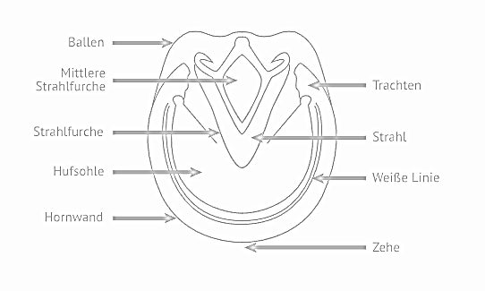 Zeichnung eines Hufes von unten mit Beschriftungen der anatomischen Teile.