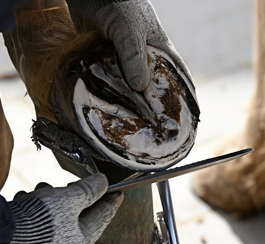 Hufpflege mit einer Hufraspel