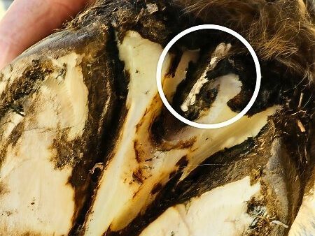 Eine Tamponade schützt den Strahl vor dem Eindringen von Schmutz, Keimen etc.