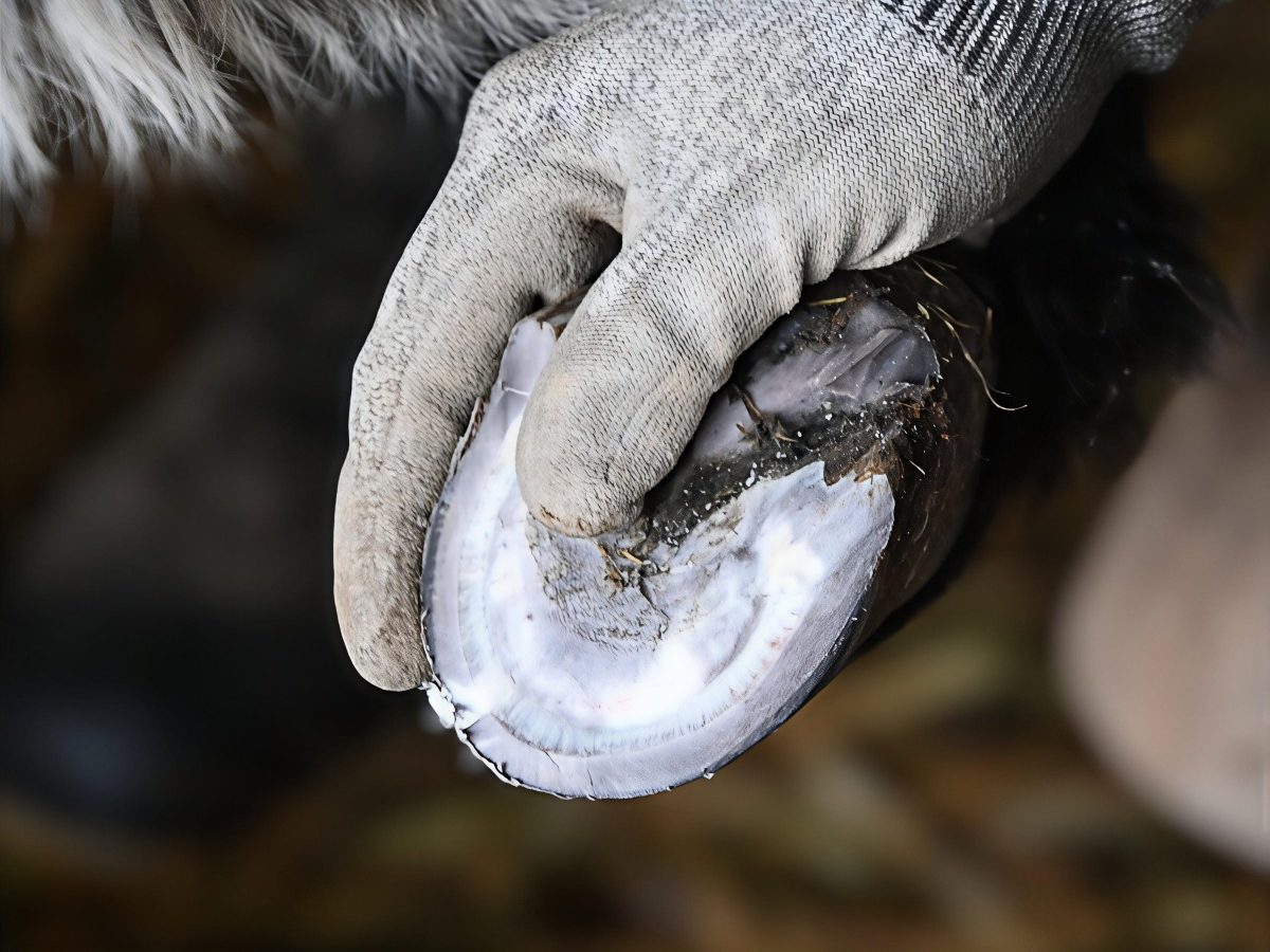 Eine Hand mit einem grauen Handschuh hält einen Eselhuf.