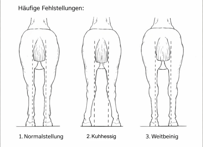 Anatomische Zeichnung von Fehlstellungen beim Pferd