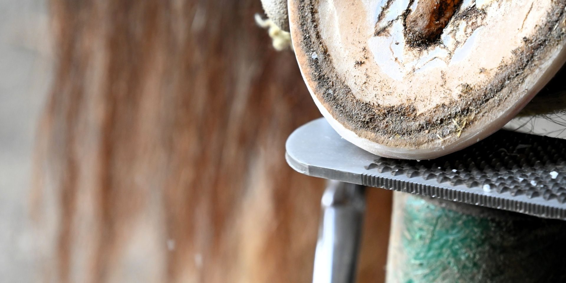 Die untere Hälfte eines Hufes wird mit einer Hufraspel bearbeitet.