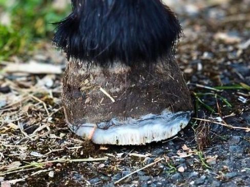 An Hufrehe erkrankter Ponyhuf